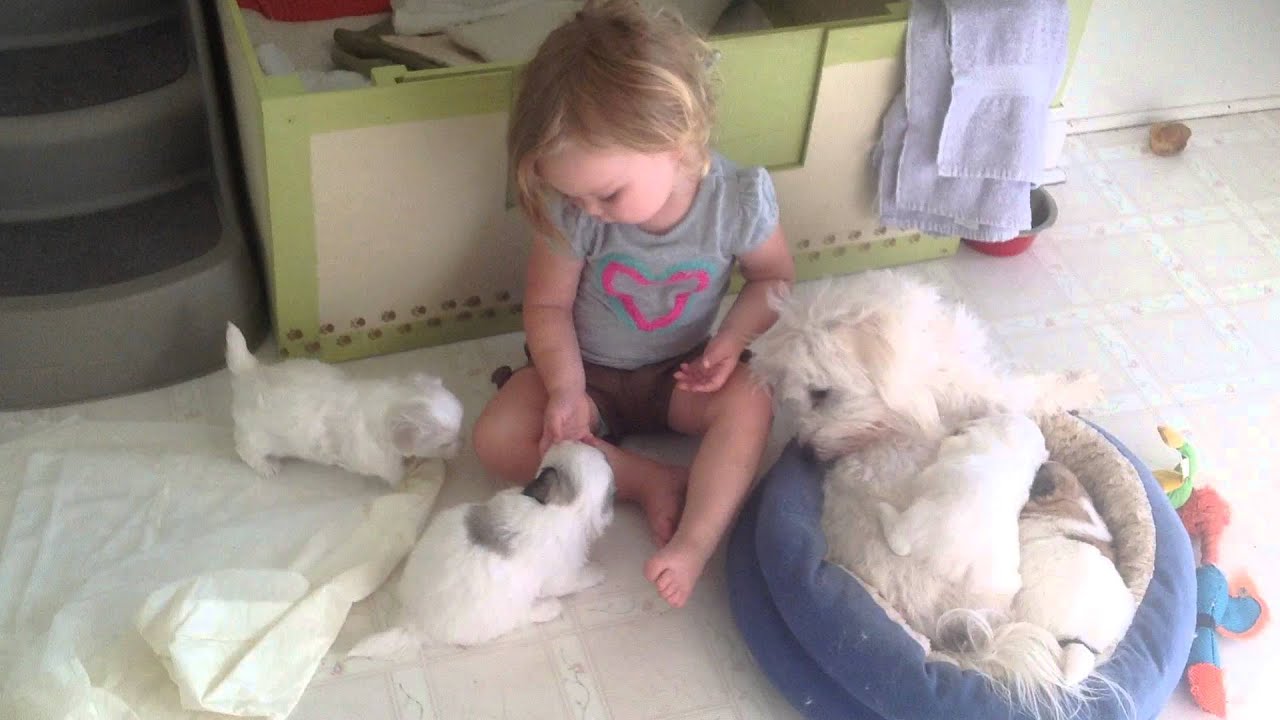 One-Month Old Coton de Tulear Pups and Baby Anna
