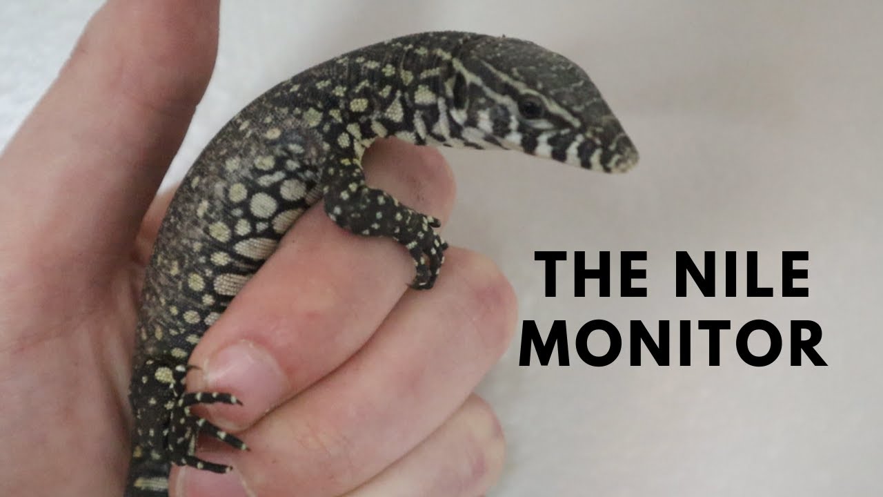 Nile Monitor Facts and Care