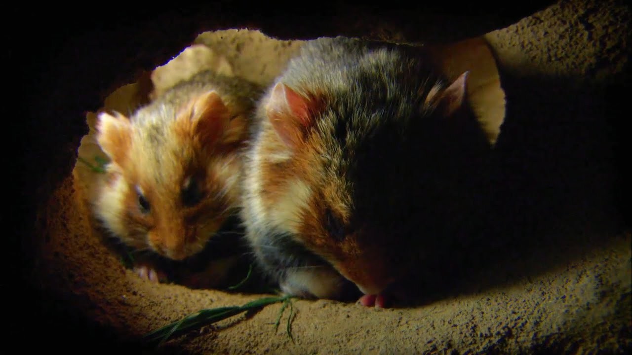 Black-bellied hamster mother, difficult parenting journey | The Animal Realm