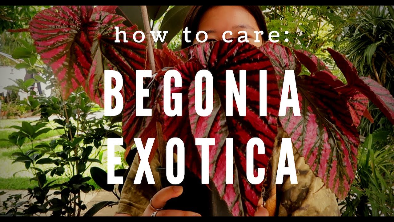 HOW TO CARE FOR: BEGONIA EXOTICA BREVIRIMOSA