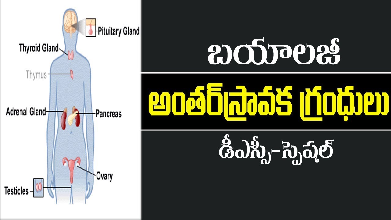 TET/TRT & DSC || Endocrine system || Biology Telugu Medium