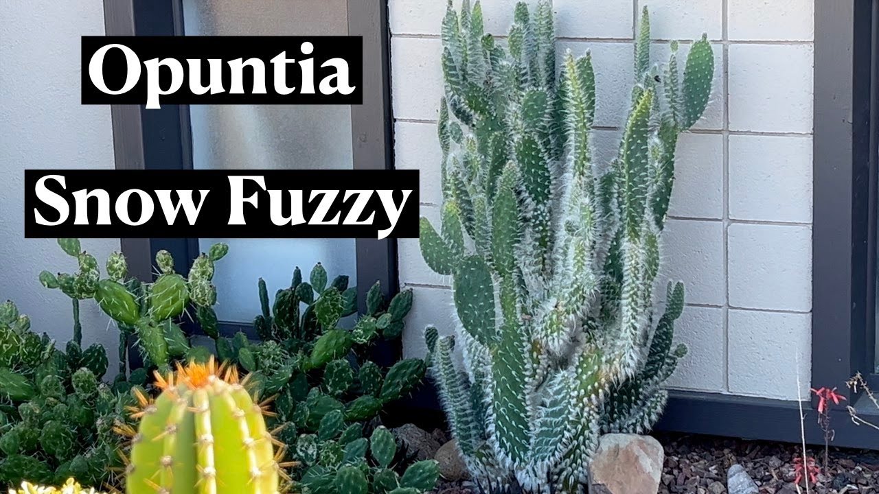 Opuntia Polyacantha Snow Fuzzy  * 24 Days of Cacti & Succulents