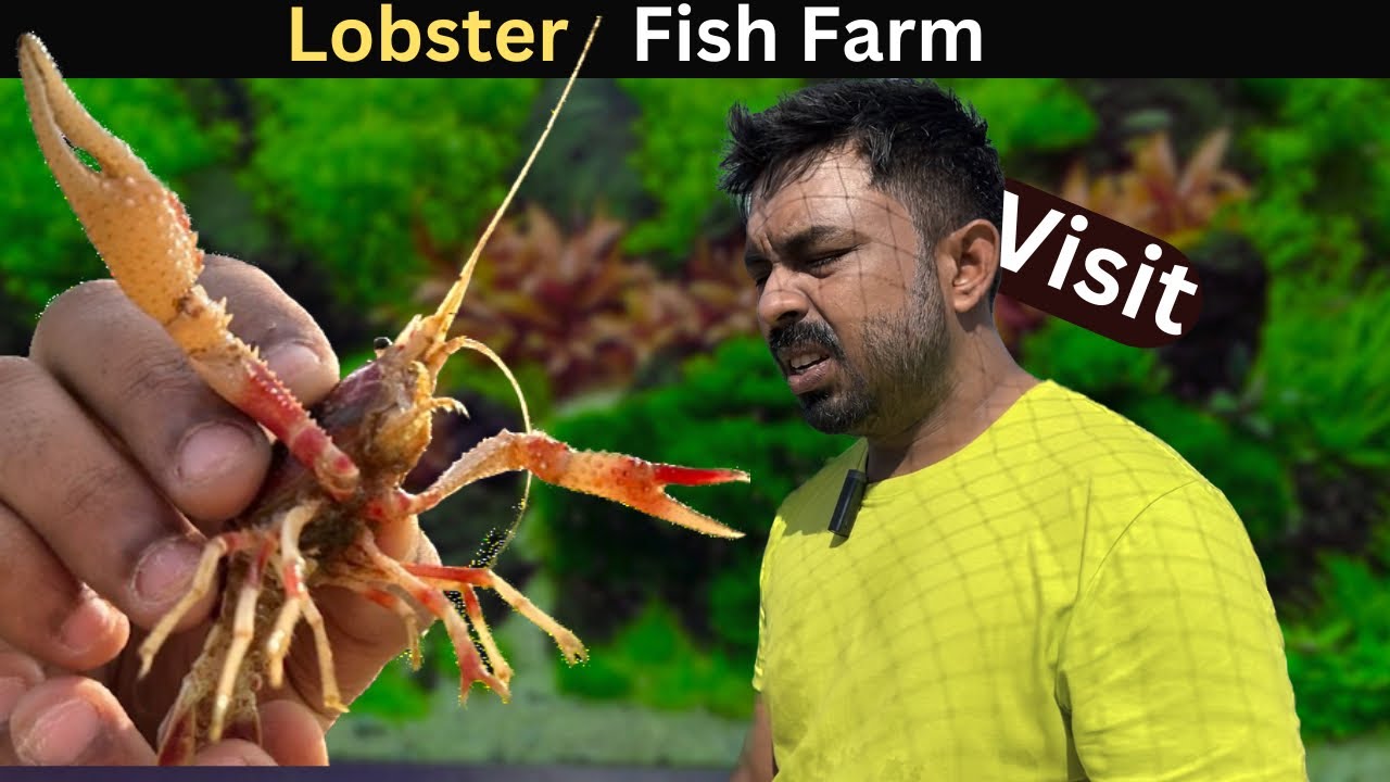 Crayfish Farming in Thailand 2024, How to breed Crayfish