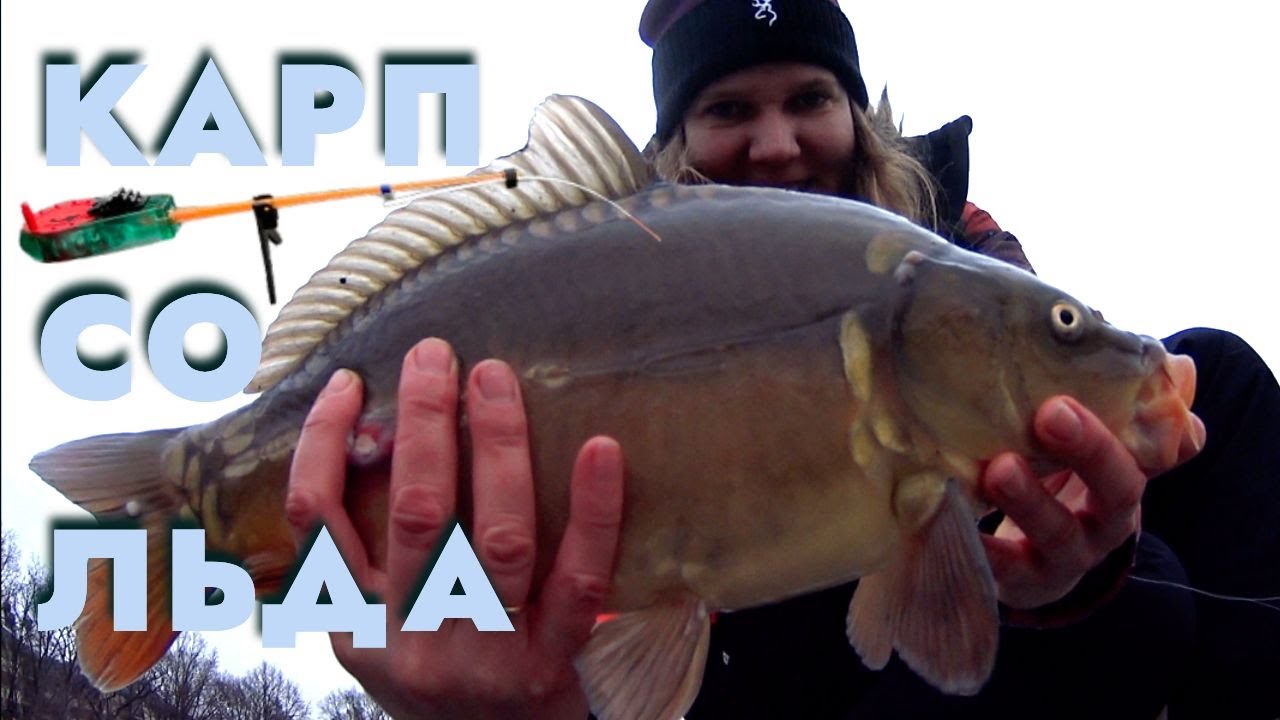 КАРП ЗИМОЙ НА МОРМЫШКУ!!! КАК СЛОВИТЬ КАРПА ЗИМОЙ СО ЛЬДА!!! ЛОВЛЯ НА БАЛАЛАЙКУ!!!