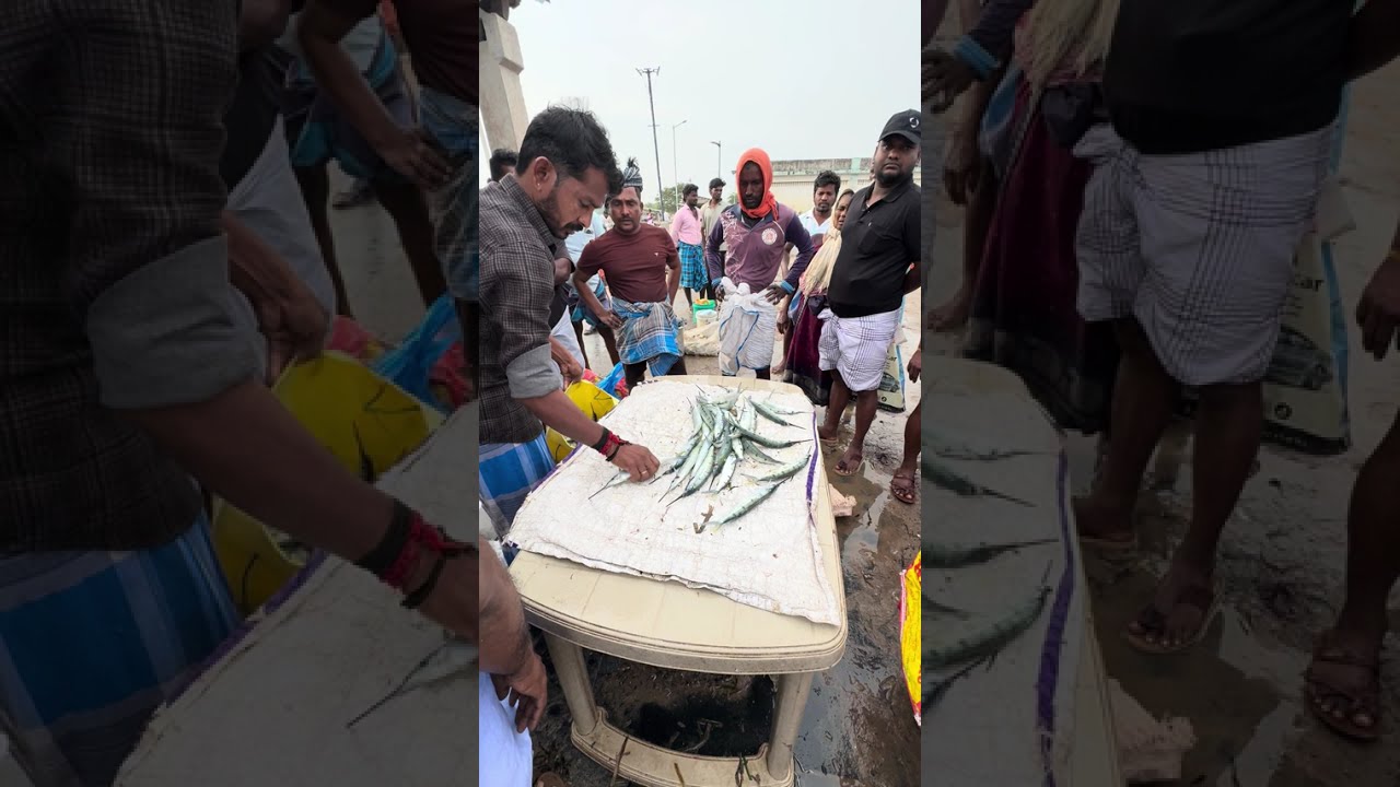 கூட்டமே இல்லாத முத்துக்குடா மீன் மார்க்கெட் || muthukkuda fish market