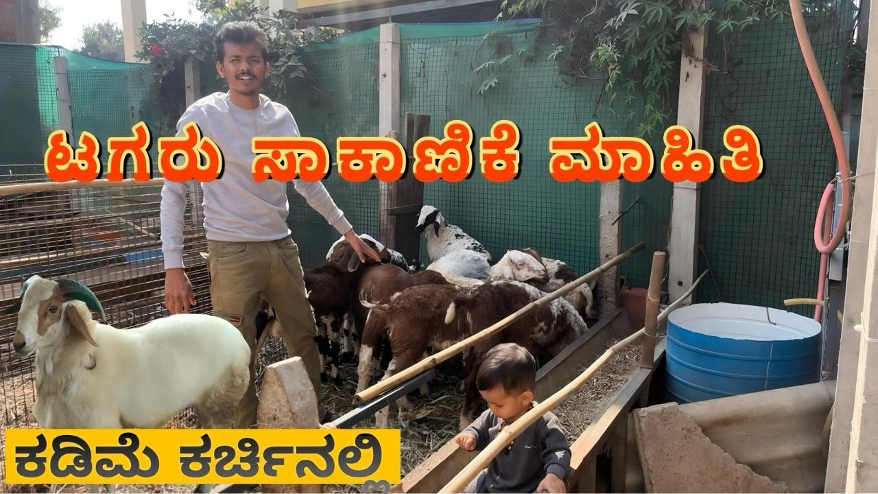 Tagaru Sakanike Mahiti || ಟಗರು ಸಾಕಾಣಿಕೆ ಕಡಿಮೆ ಖರ್ಚಿನಲ್ಲಿ