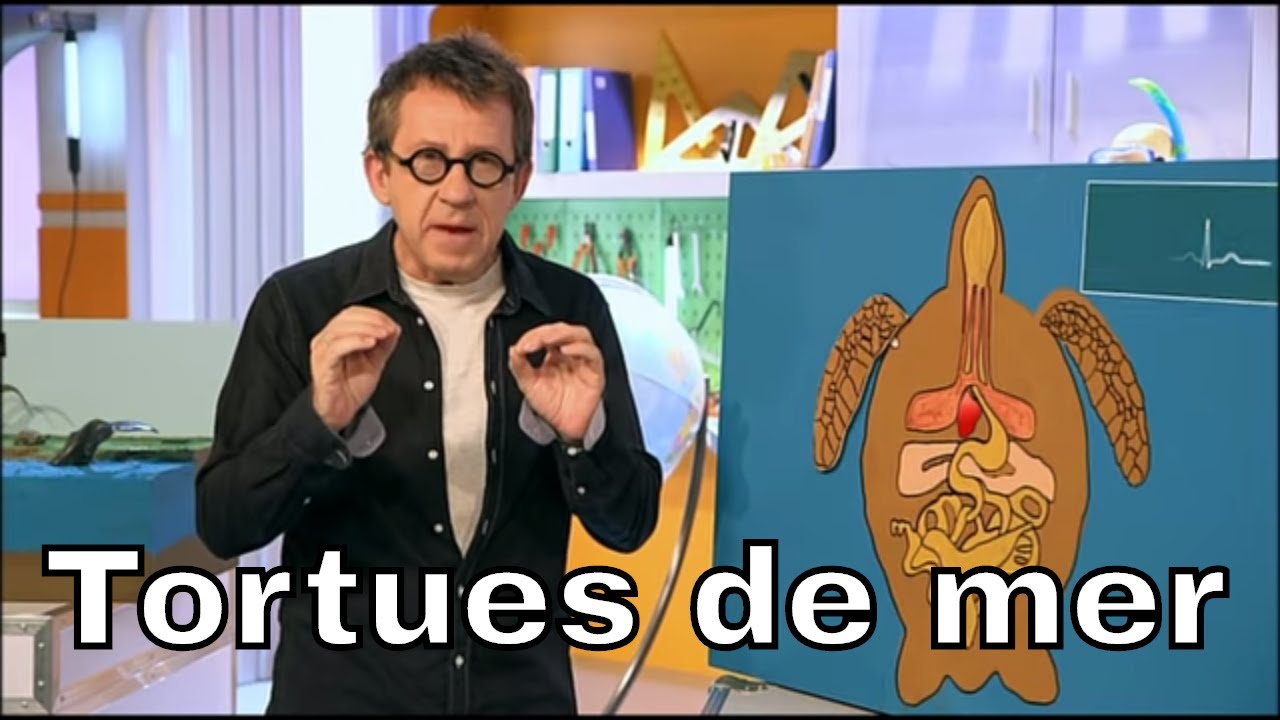 Comment les tortues marines ont-elles &eacute;volu&eacute;es depuis leur origine ? - C'est Pas Sorcier