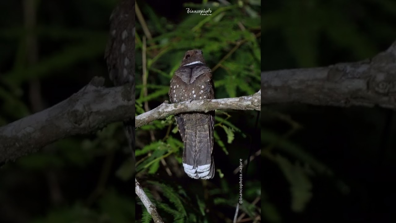 CANTO DO BACURAU OCELADO | Nyctiphrynus ocellatus | Ocellated Poorwill |  #shorts