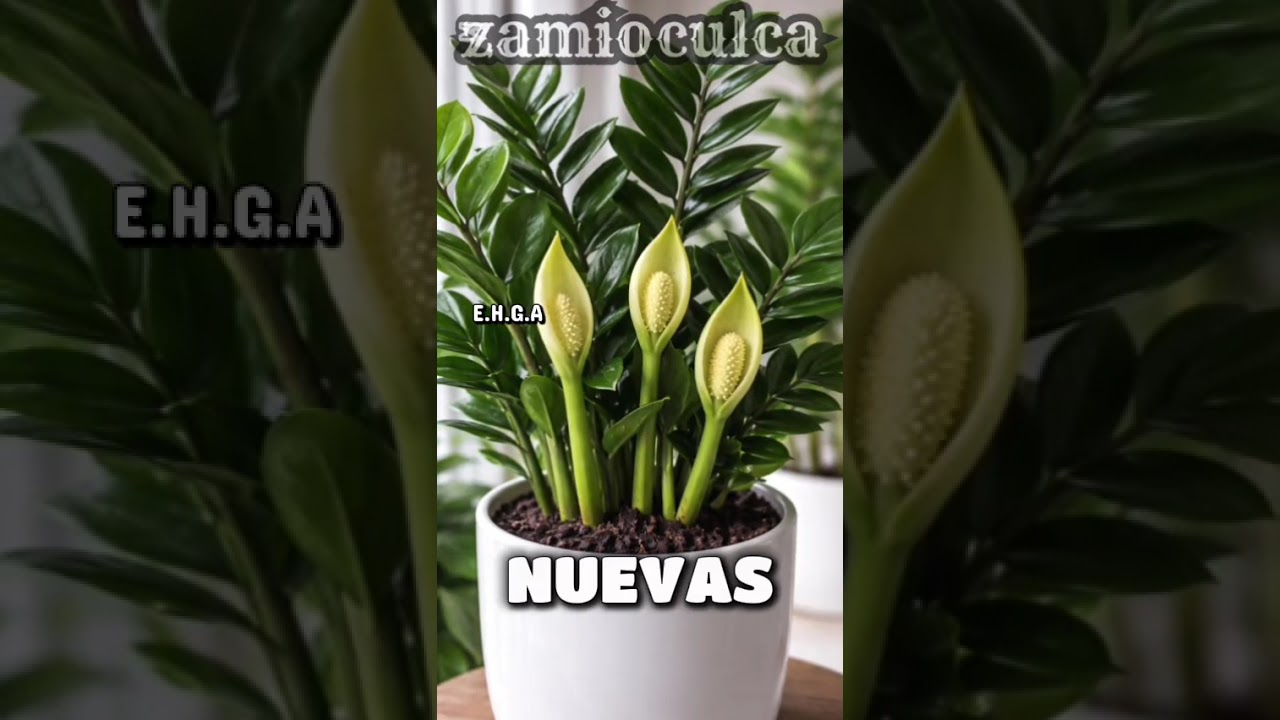 Esta floración anuncia #abundancia y #armonía en casa ✨ #Zamioculca #flor 