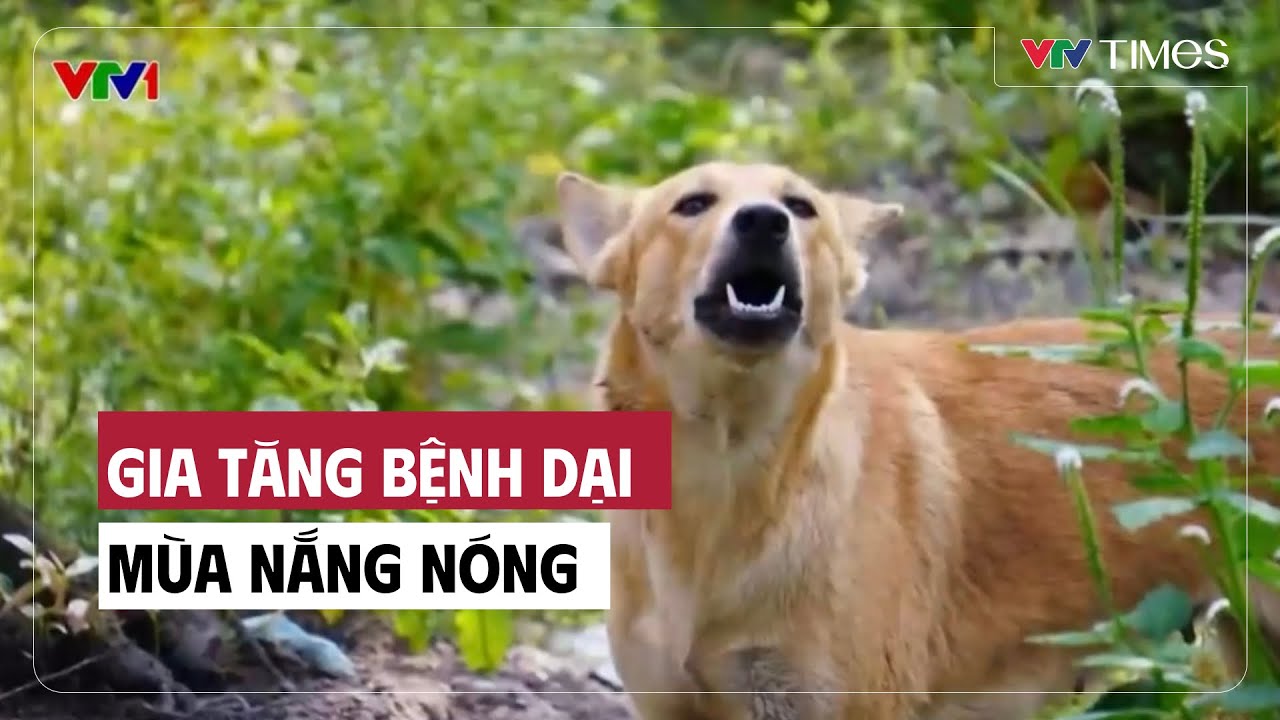 Gia tăng bệnh dại mùa nắng nóng | VTV Times