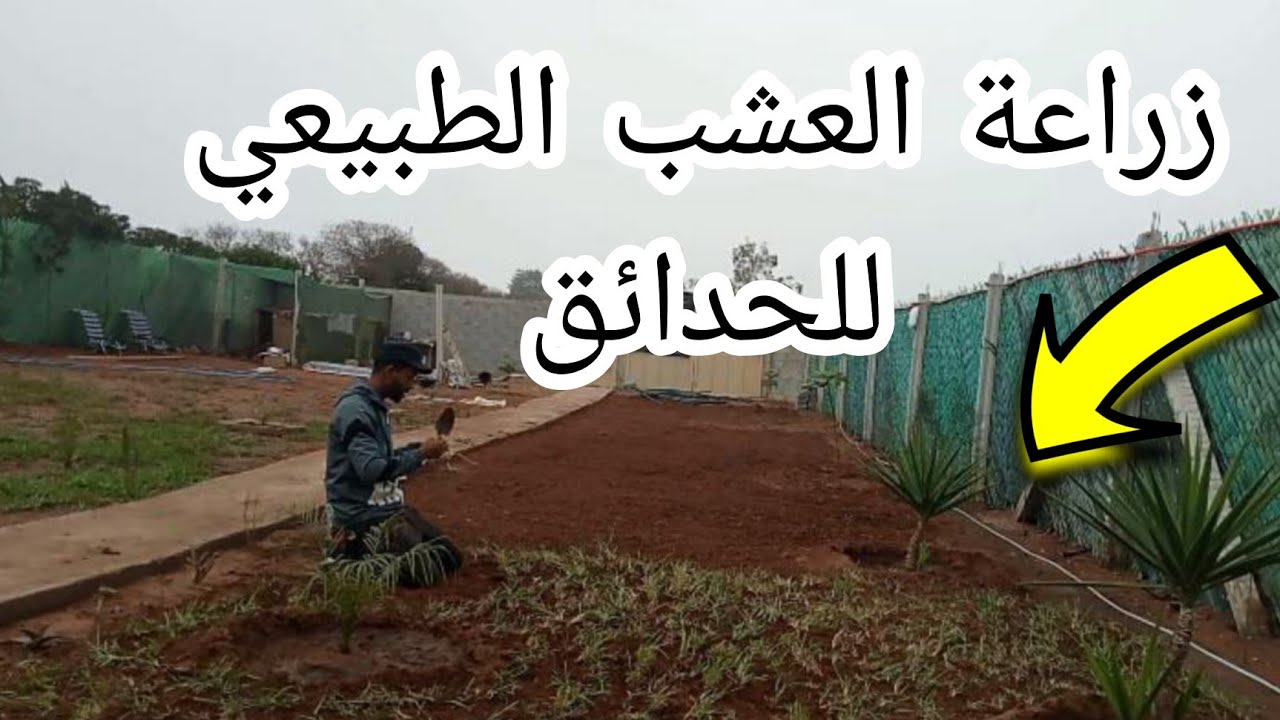 كيفية زراعة النجيل#الثيل#الكازون#طريقة صحيحة100