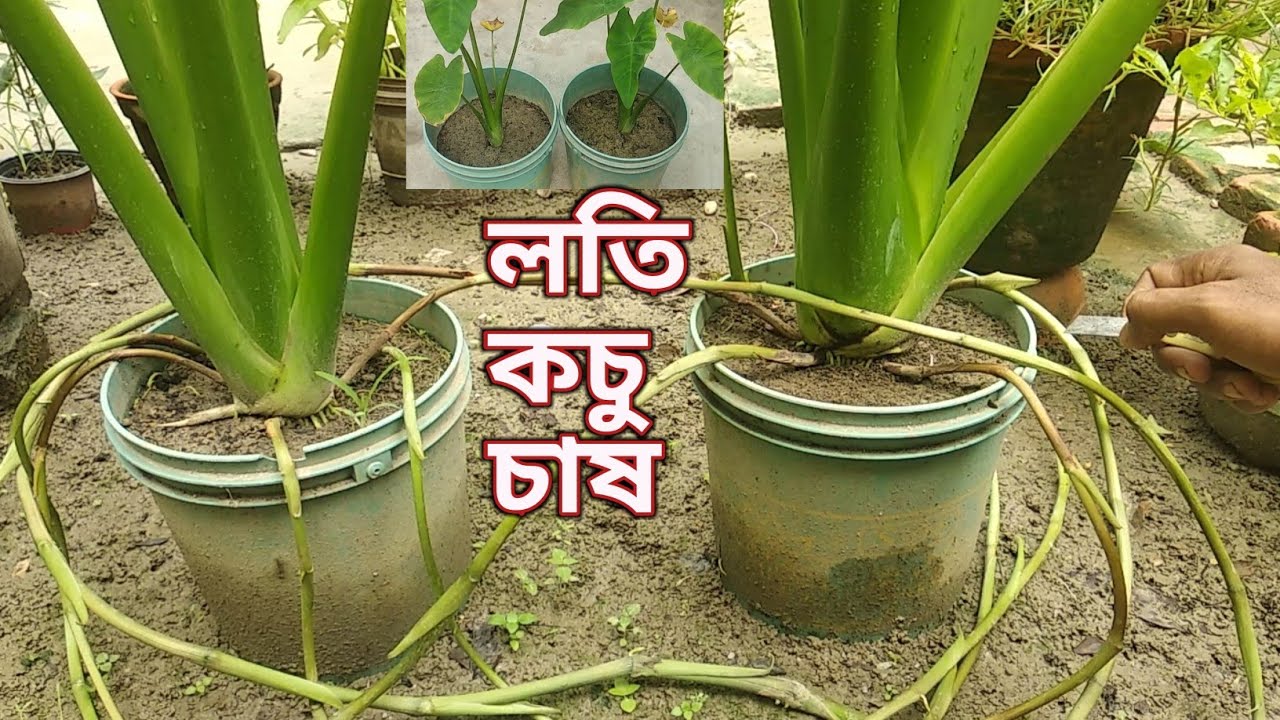 লতি কচু চাষ। লতির চারা তৈরি থেকে হারভেস্ট পর্যন্ত।Loti kachu chas।। @ARUN MANDAL grower