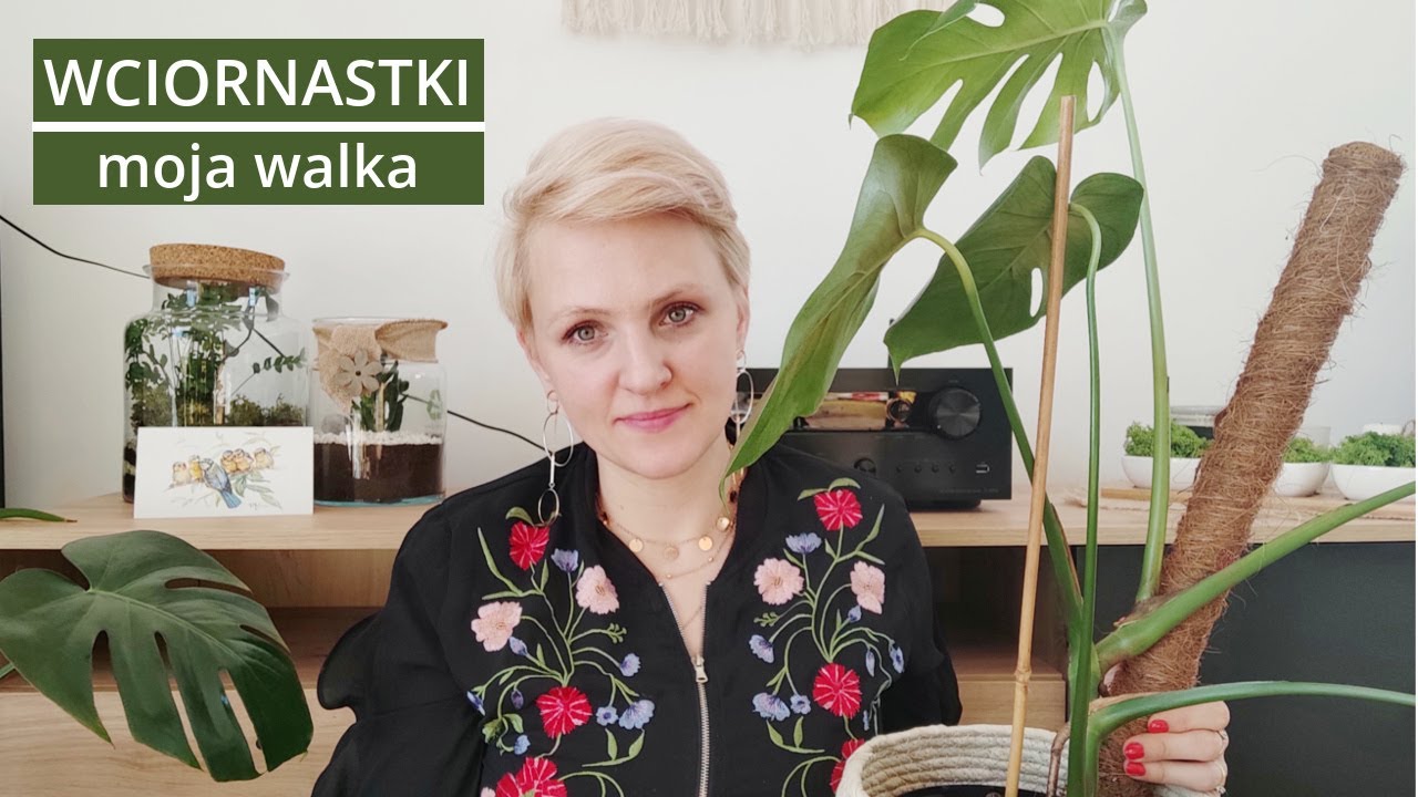 WCIORNASTKI - objawy obecności i zwalczanie