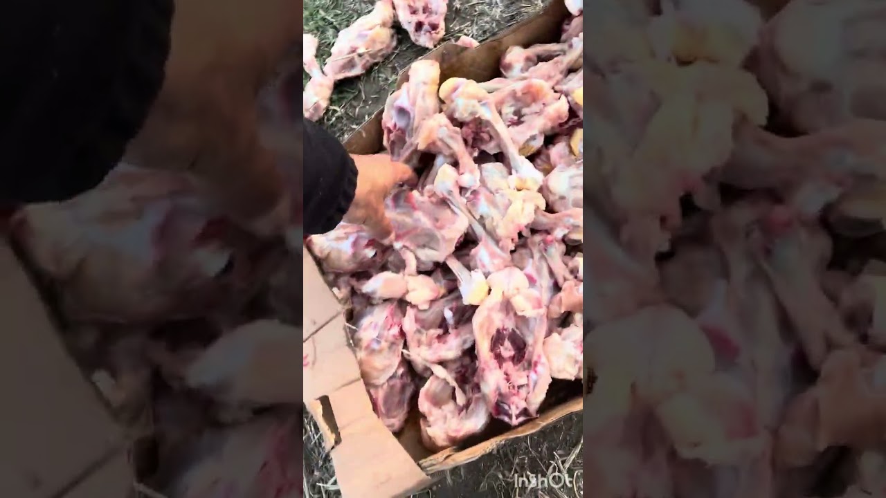Bir parça yemek sevgi için koşuyorlar 