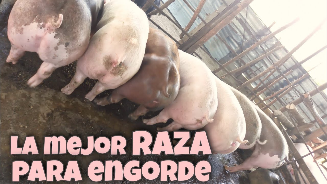 Los MEJORES CERDOS  para ENGORDAR