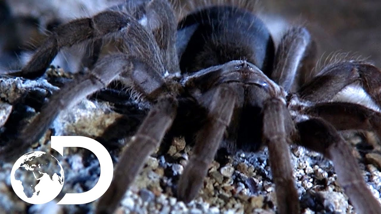 The Tarantulas of Australia | Ultimate Spiders
