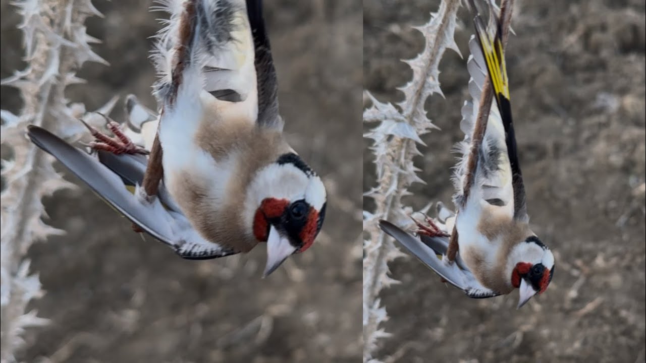 Birds hunting by glue صيد الحسون المهاجر 2025 caza de jilgueros