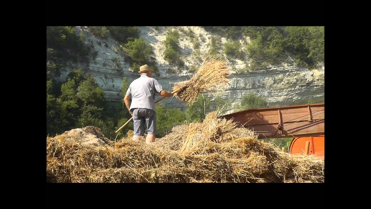 Trebbiatura in Berria e .......