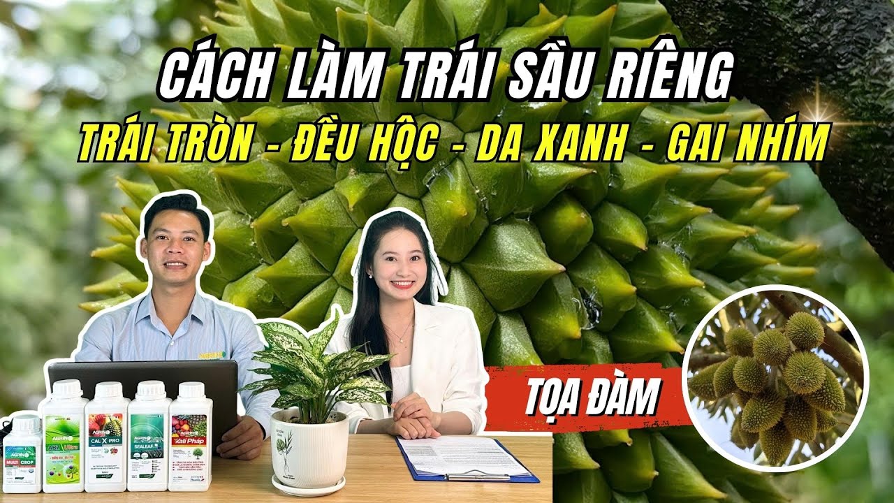 CÁCH LÀM TRÁI SẦU RIÊNG: TRÁI TRÒN - ĐỀU HỘC - DA XANH - GAI NHÍM | SỬA TRÁI SẦU RIÊNG ĐÚNG CÁCH