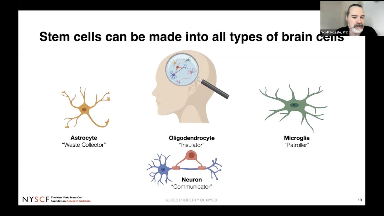 Stem Cells: The Future of Medicine