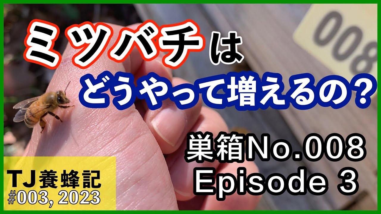 ミツバチはどうやって増えるの？ Hive No.008, Ep.3