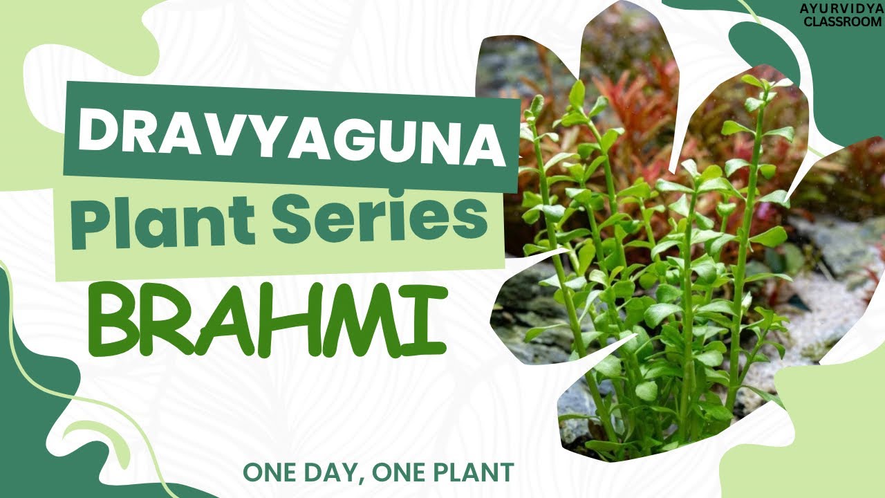 BRAHMI I PLANT SERIES DAY 13 l DRAVYAGUNA  BAMS 2nd PROFF #bams #ayurveda #dravyaguna