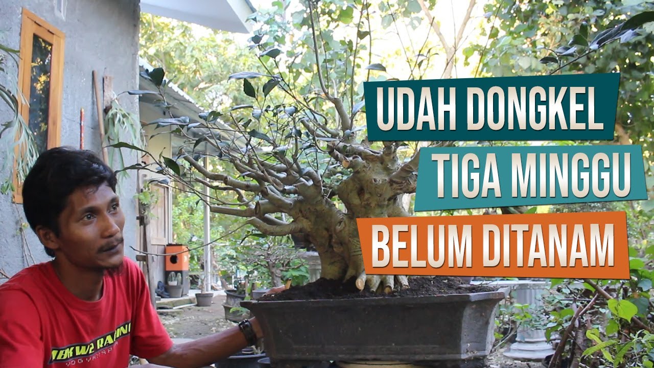 Ini Udah 3 Minggu Di Dongkel:  Tanam Dongkelan Bahan Bonsai Ampelas Bersama Mas Cholis Mustofa