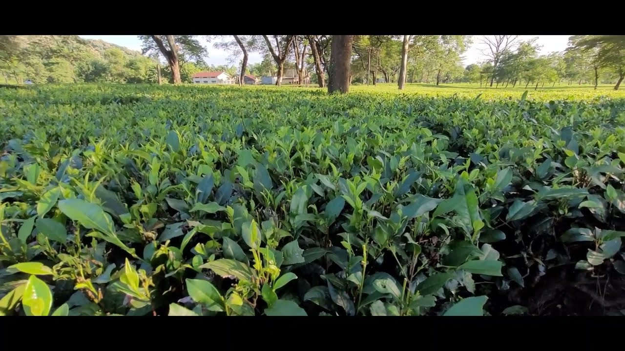 Lovely Tea Garden near Siliguri 