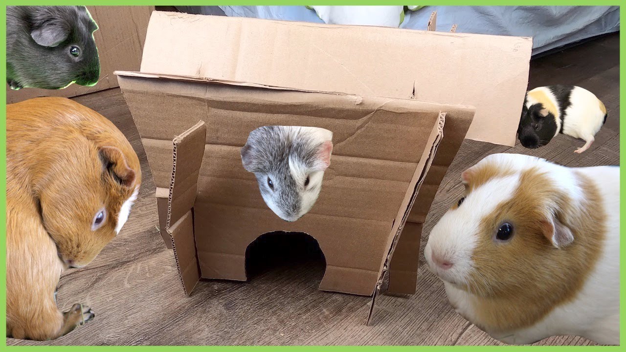 No glue DIY guinea pig house tutorial