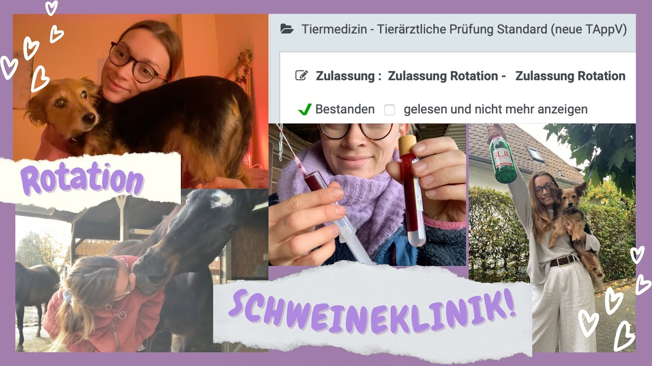 Rotation Schwein // Praktisches Jahr Tiermedizin🐷❤️