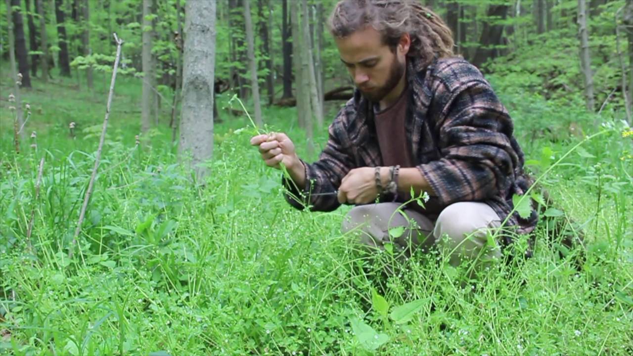 Foraged Feast: Wild Herb Pesto