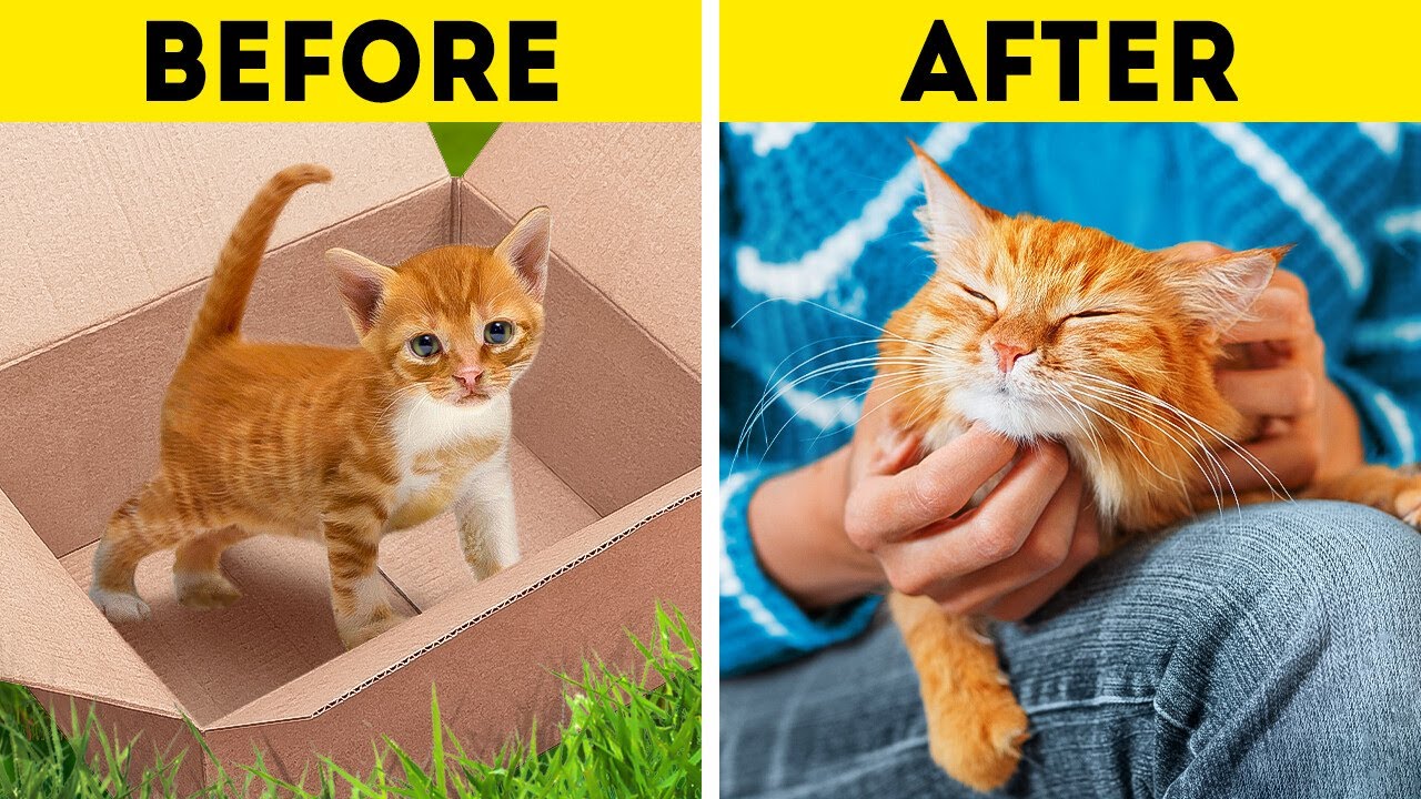 STRAY CAT STORY | Funny And Useful Pet Hacks And Awesome DIY Crafts