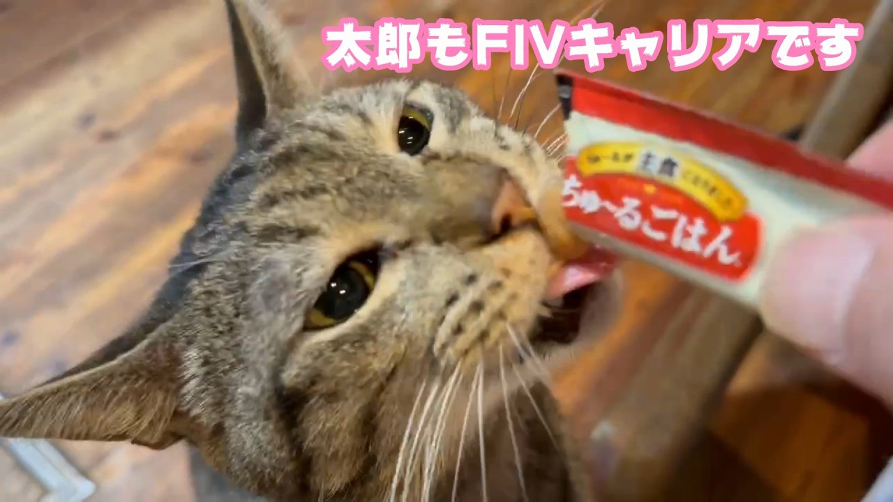 太郎もFIVキャリアです  キュウちゃん頑張ってます  2026 03 04 1