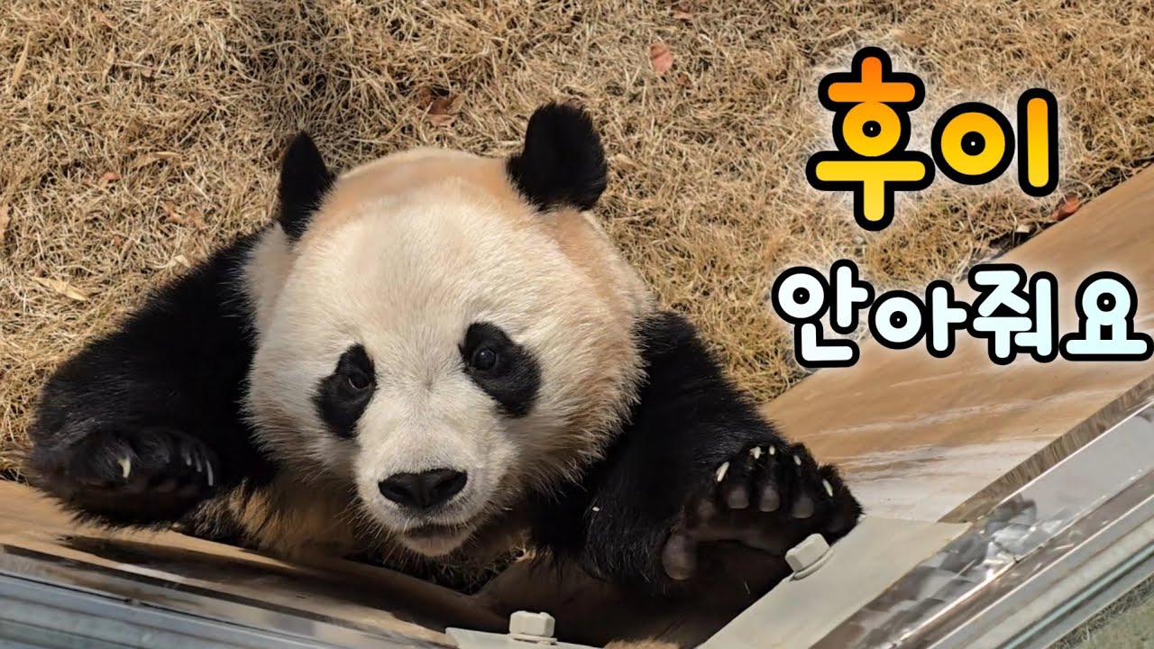 후이 안아줄 파티원 모집합니다💓옹달샘에 미모 비치는 루이💜26.03.05 Everland Ruibao Huibao 