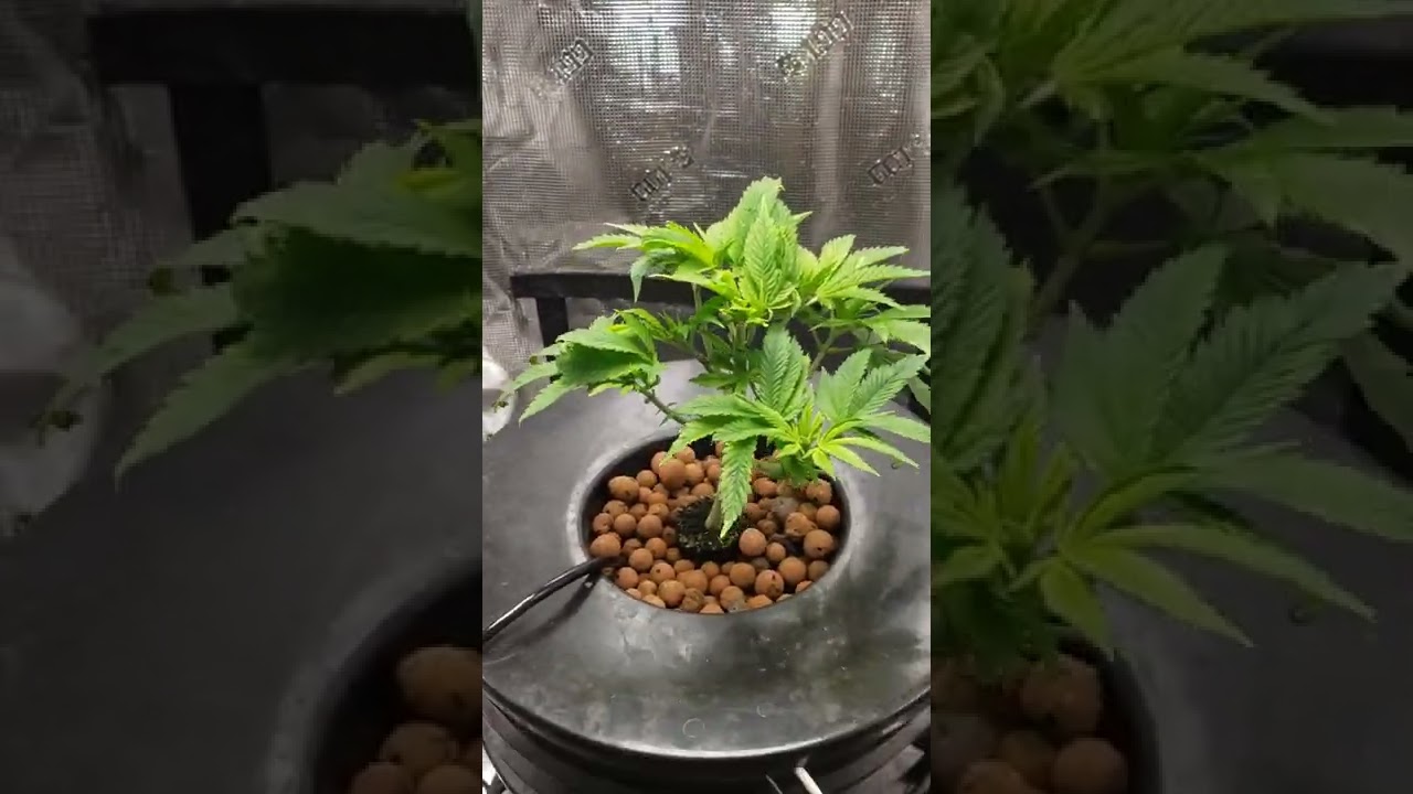 Deep Water Culture (DWC) Can't keep my pH in balance for some reason.