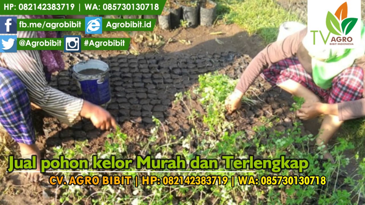 Jual Pohon Kelor Murah dan Terlengkap