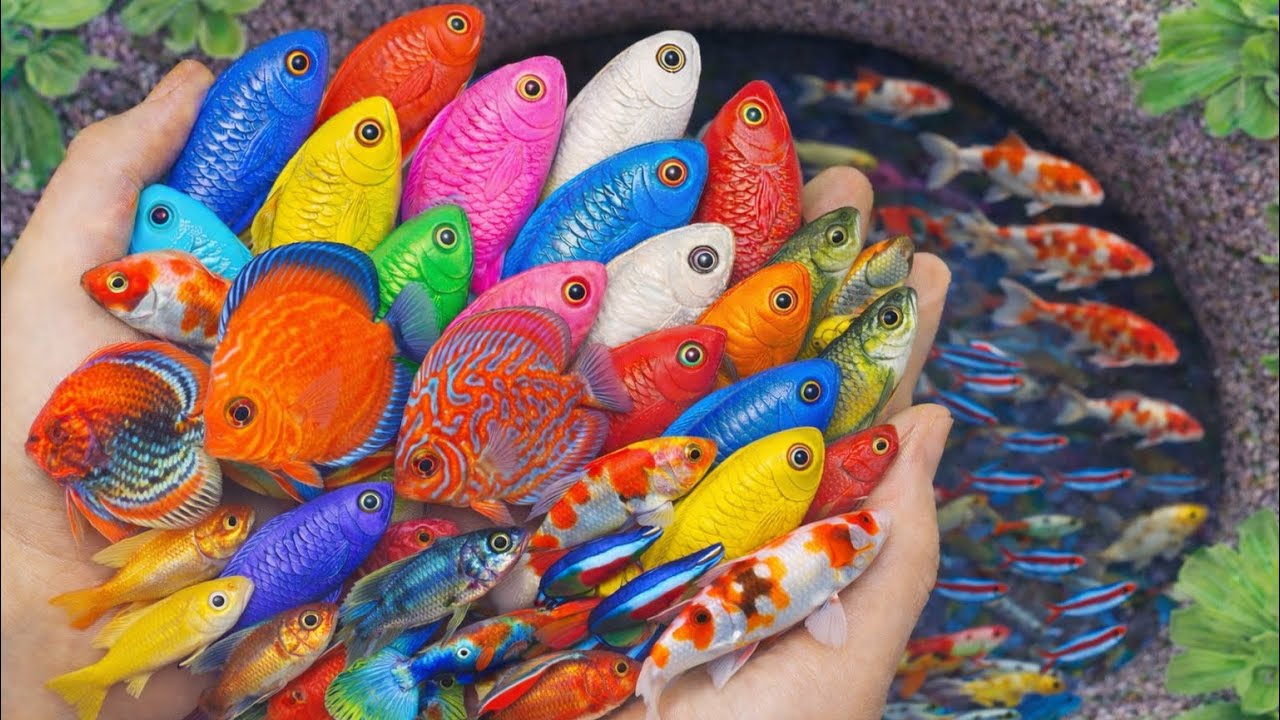 Tangkap Ikan Akuarium Paling Cantik seperti Discus, Neon Tetra, Guppy, dan Koi 🌟