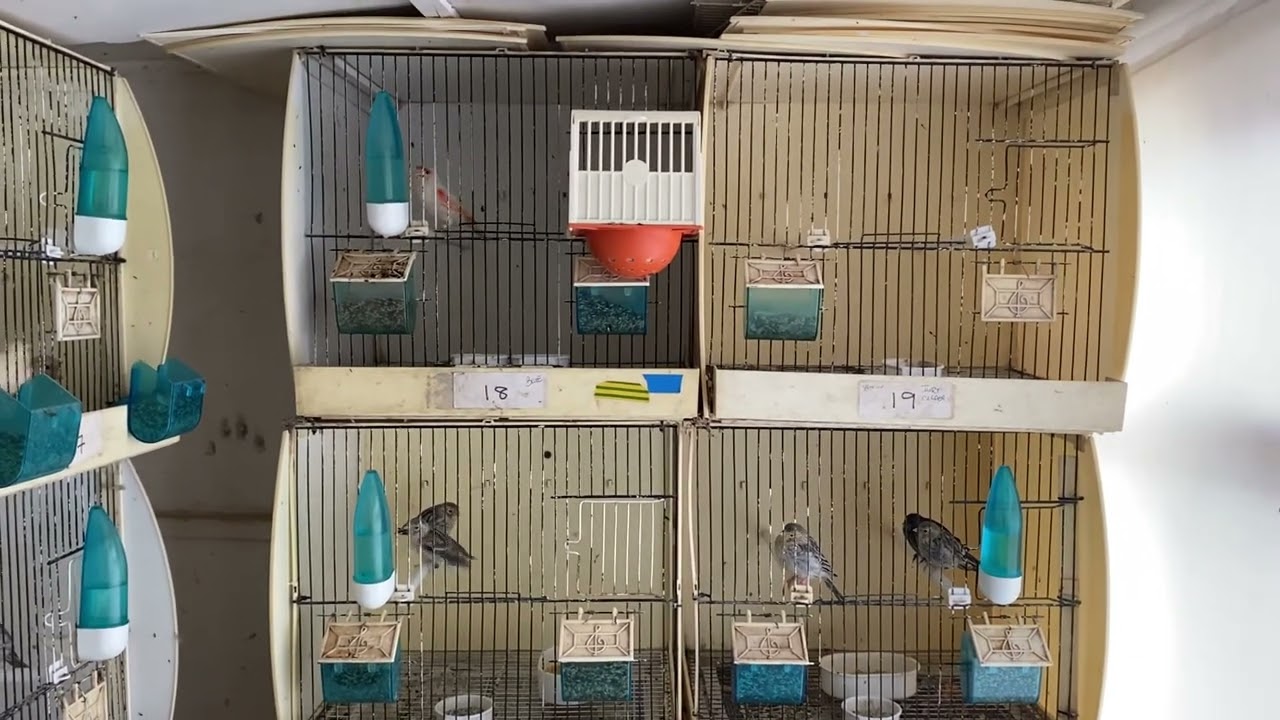 August is moulting preparation 