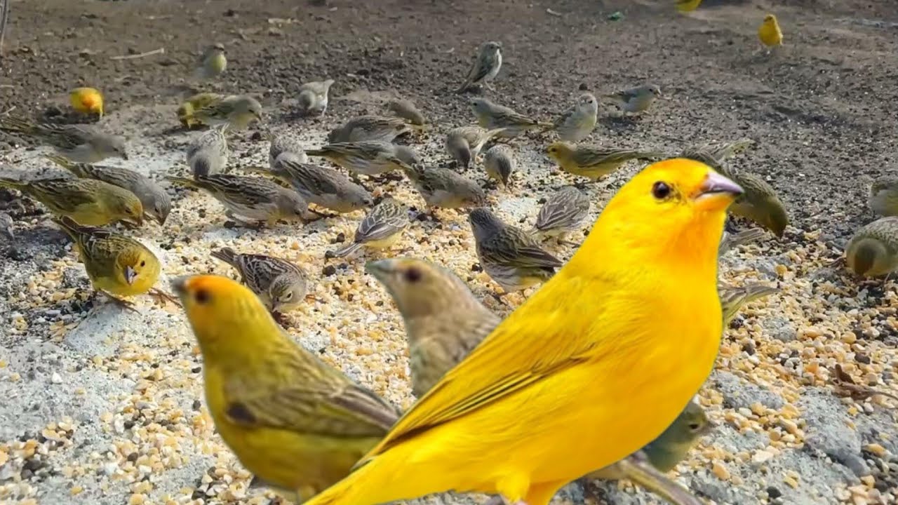 canto de canário da terra pra foguea seu passarinho frio