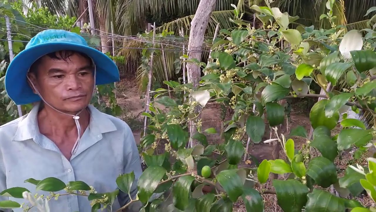 Kết Quả Thật Ấn Tượng: Cùng Xem Cây Táo Sau Khi Siết Dây Thép Được 40 Ngày Đậu Quả Sum Suê.