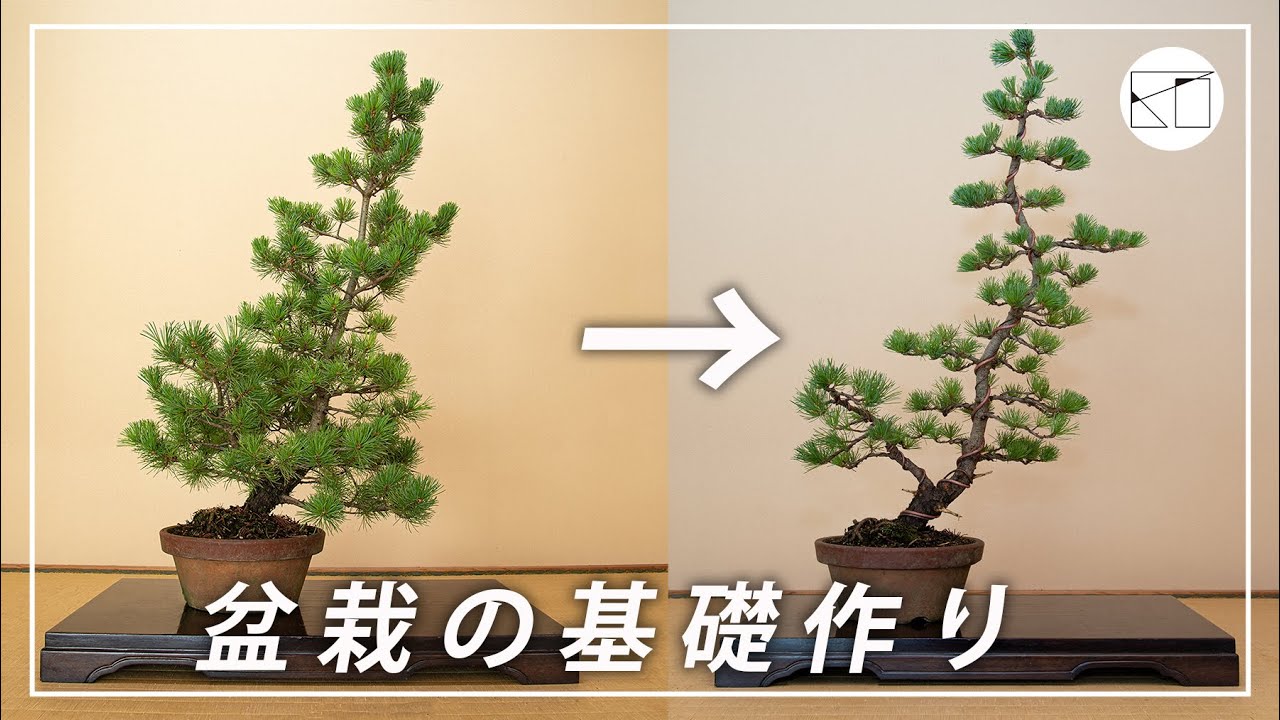 【盆栽の基礎作り】タネ(実生)から35年間育てた五葉松を盆栽に仕立ててみました【西川盆栽園 西川敏一】