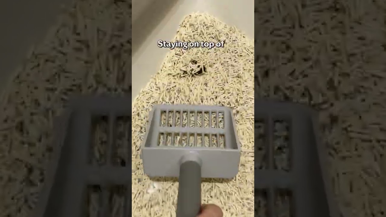 Как часто следует чистить кошачий туалет?