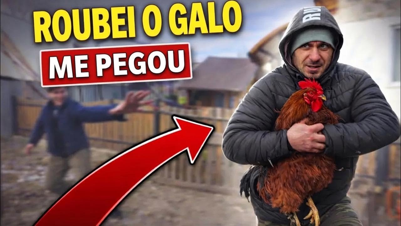 Costica roubou o galo do Cornel e o pato Tiberiu!