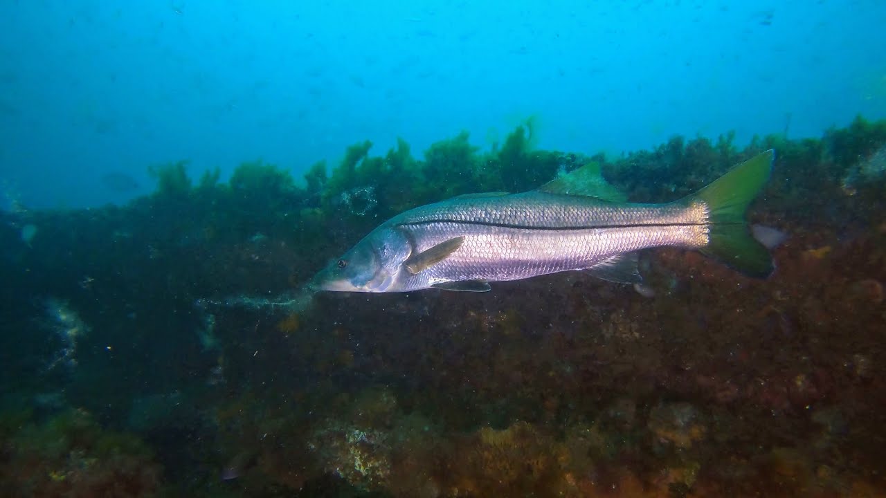 Diving a Barge in Clearwater Florida with Tanks A Lot Charters