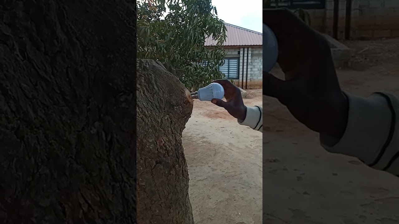 Energy saving bulb lights up on exposed bark of a tree