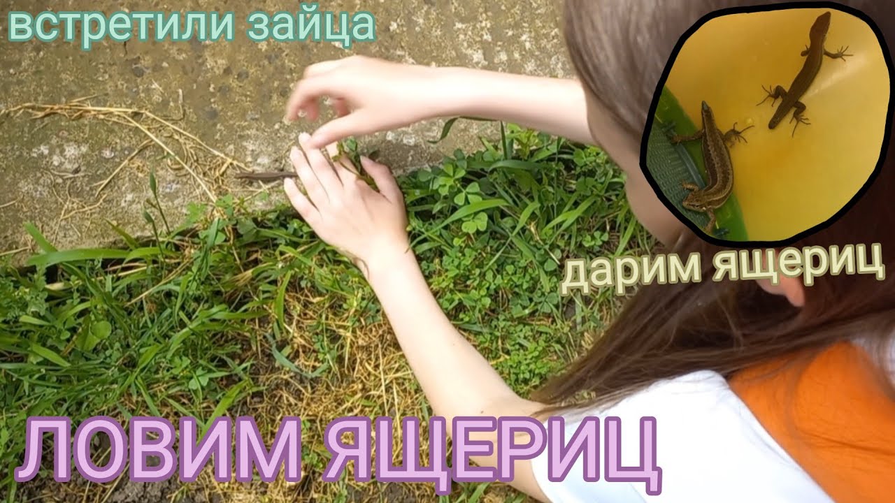 Встретили ЗАЙЦА / Ловля ящериц