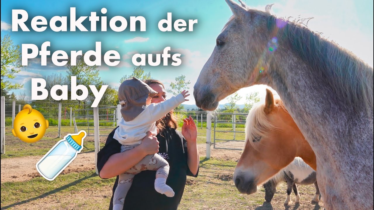 So reagieren die Pferde auf mein Baby ♥