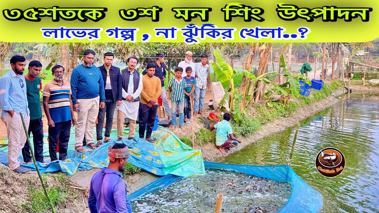 ৩৫ শতকে ৩শ মন শিং উৎপাদন | উচ্চ ঘনত্বে নিবিড় পদ্ধতির বাস্তব চিত্র | ঝুঁ/কি ও লাভ | catfish bd