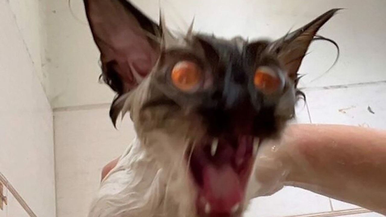The Funniest Pet Compilation Ever! 😆 #79