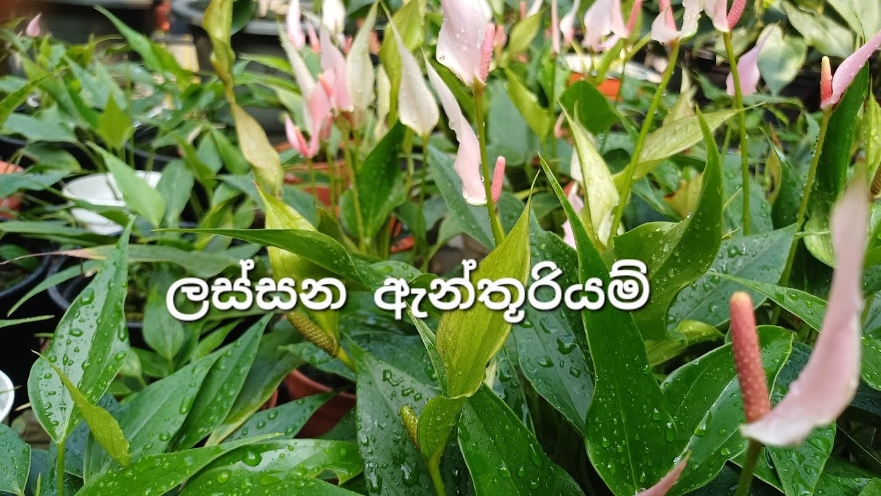 වටින පැල ටික ඕනිද🥰 2026/03/11🥰0706132904🥰#anthurium #plants #floweringplants #